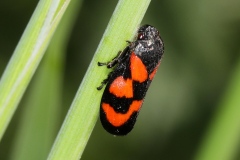 Cercopis vulnerata ; Cercope, Crachat de coucou ; Vallon de l'Allondon (Canton de Genève, Suisse) ; ©Photo Alain Benard