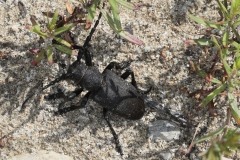 Lamia textor ; Lamie tisserand