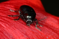Cryptocephalus sp.