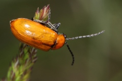 Exosoma lusitanicum ; Lupérus portugais