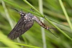 Ephemera vulgata ; Éphémère à trois filets & ailes tachetées