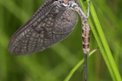 Ephemera vulgata ; Éphémère à trois filets & ailes tachetées