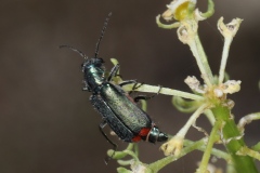 Malachius bipustulatus ; Malachie à deux points