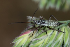 Leptopterna dolabrata