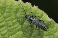 Oedemera sp.