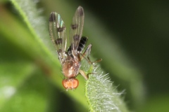 Geomyza tripunctata ; Mouche des graminées