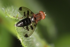 Geomyza tripunctata ; Mouche des graminées