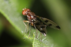Geomyza tripunctata ; Mouche des graminées