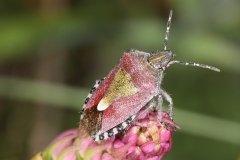 Dolycoris baccarum ; Punaise brune à antennes & bords panachés