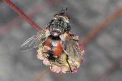 Peleteria sp.