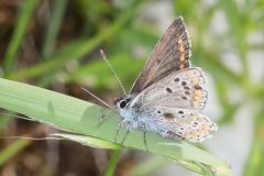 Aricia agestis ; Collier-de-corail (Le), Argus brun (L')