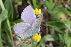 Polyommatus icarus ; Azuré de la Bugrane (L'), Argus bleu (L'), Azuré d'Icare (L'), Icare (L')