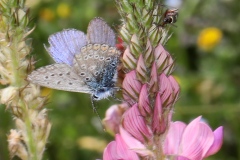 Polyommatus icarus ; Azuré de la Bugrane (L'), Argus bleu (L'), Azuré d'Icare (L'), Icare (L')