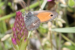 Coenonympha pamphilus ; Fadet commun (Le), Procris (Le), Pamphile (Le)