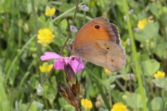 Coenonympha pamphilus ; Fadet commun (Le), Procris (Le), Pamphile (Le)