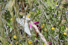 Aporia crataegi ; Gazé (Le), Piéride de l'Aubépine (La)