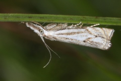 Crambus lathoniellus ; Crambus des prés
