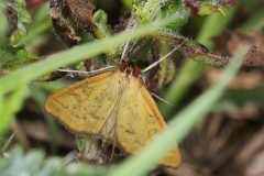 Mecyna flavalis ; Botys jaun-serin