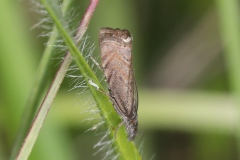 Platytes cerussella ; Crambus carré