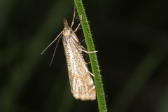 Thisanotia chrysonuchella ; Crambus des adrets