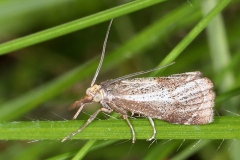 Thisanotia chrysonuchella ; Crambus des adrets