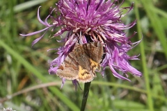 Euclidia glyphica ; Doublure jaune (La)