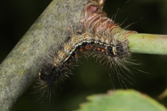 Chenille de Lymantria dispar ; Disparate (Le), Spongieuse (La), Zigzag (Le)