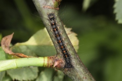 Chenille de Lymantria dispar ; Disparate (Le), Spongieuse (La), Zigzag (Le)