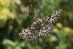 Ematurga atomaria ; Phalène picotée (La)