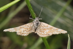 Ematurga atomaria ; Phalène picotée (La)