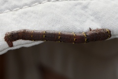 Chenille de Lycia hirtaria ; Phalène hérissée (La)