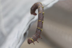 Chenille de Lycia hirtaria ; Phalène hérissée (La)