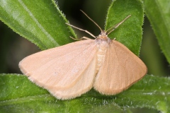 Minoa murinata ; Souris (La), Phalène de l'Euphorbe (La)