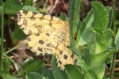 Pseudopanthera macularia ; Panthère (La)