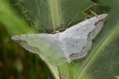 Scopula ornata ; Acidalie ornée (L')