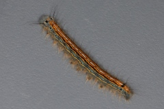 Chenille de Malacosoma neustria ; Livrée des arbres (La), Bombyx à livrée (Le)