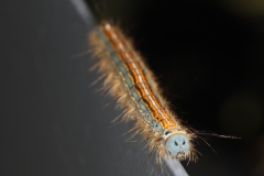 Chenille de Malacosoma neustria ; Livrée des arbres (La), Bombyx à livrée (Le)