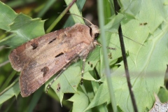 Agrotis exclamationis ; Point d'Exclamation (Le)