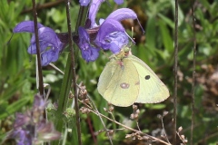 Colias sp. (alfacariensis ou hyale) ; Le Fluoré ou le Soufré