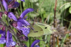 Colias sp. (alfacariensis ou hyale) ; Le Fluoré ou le Soufré
