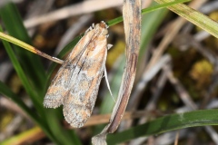 Ancylosis cinnamomella ; Phycide couleur de cannelle
