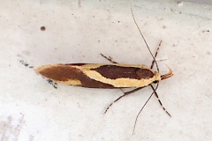 Harpella forficella