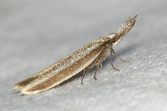Pleurota aristella, Pleurote corniculée (La)