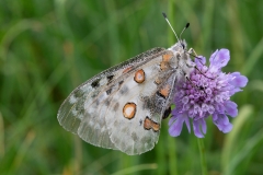 Parnassius apollo, Apollon (L')