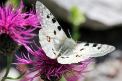 Parnassius apollo, Apollon (L')