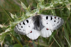 Parnassius phoebus sacerdos ; Petit apollon