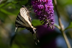 Iphiclides podalirius, Flambé (Le)