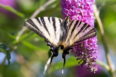 Iphiclides podalirius, Flambé (Le)