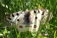 Parnassius phoebus sacerdos ; Petit apollon