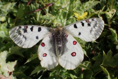 Parnassius phoebus sacerdos ; Petit apollon